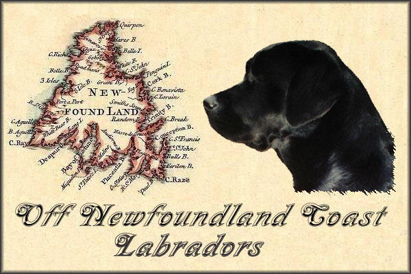Off Newfoundland Coast Labradors